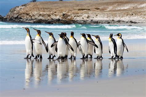  フォークランド諸島のペンギンコロニー、南極の宝石を体感せよ！