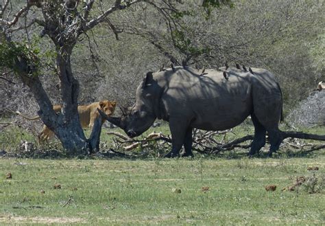 クルーガー国立公園：広大なサバンナで野生動物との遭遇を！