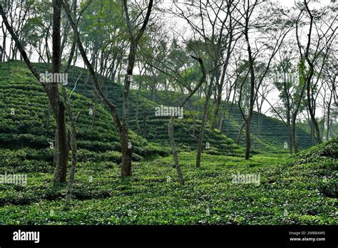  雲山茶園、緑豊かな丘陵地帯で茶の香りを堪能せよ！